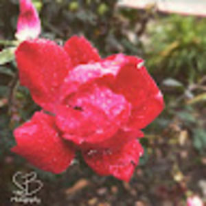 Meet your Posher, Squil and